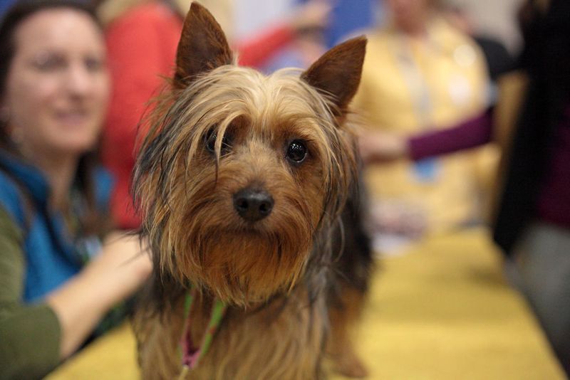 Silky Terrier