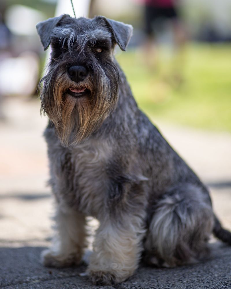 Looking for a confident companion that doesn't need endless space? These breeds deliver 2 Standard Schnauzer