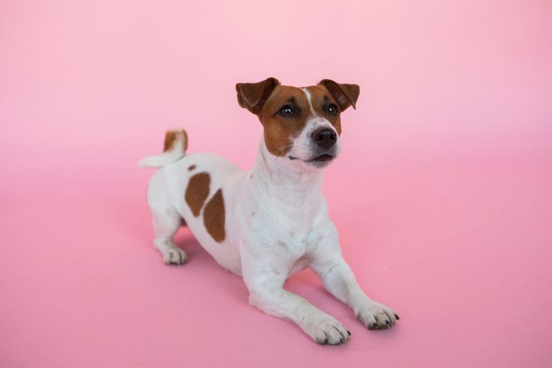 Jack Russell Terrier