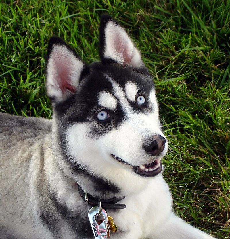 Siberian Husky
