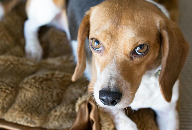 14 Best Watchdog Breeds for People Who Want a Dog That Alerts Fast 9 Beagle