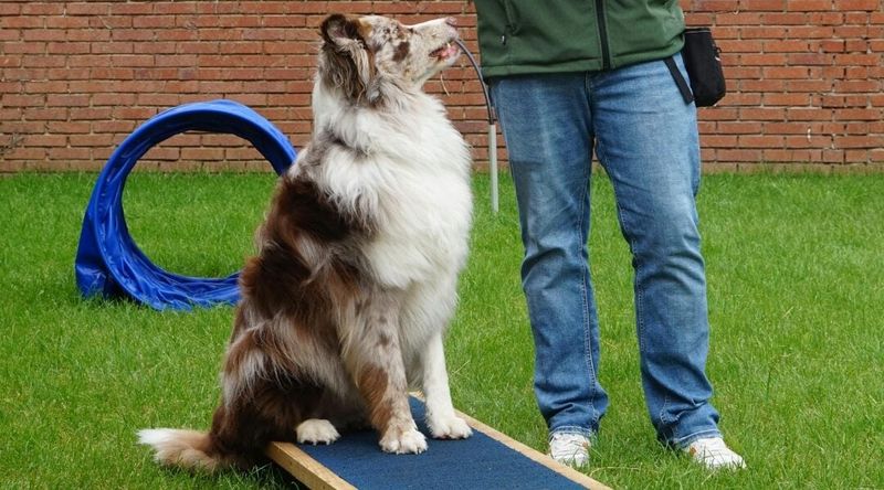 11 safe ways to help your dog meet other dogs 5 Watch body language closely