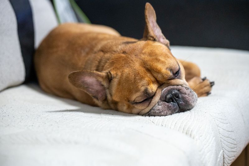Cute videos made these breeds famous - They conveniently left out some of the hardest parts 2 French Bulldog - couch clown, careful care