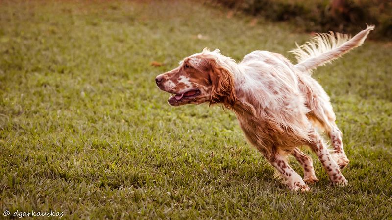 Keeping their cool comes naturally to these emotionally balanced companions 8 English Setter