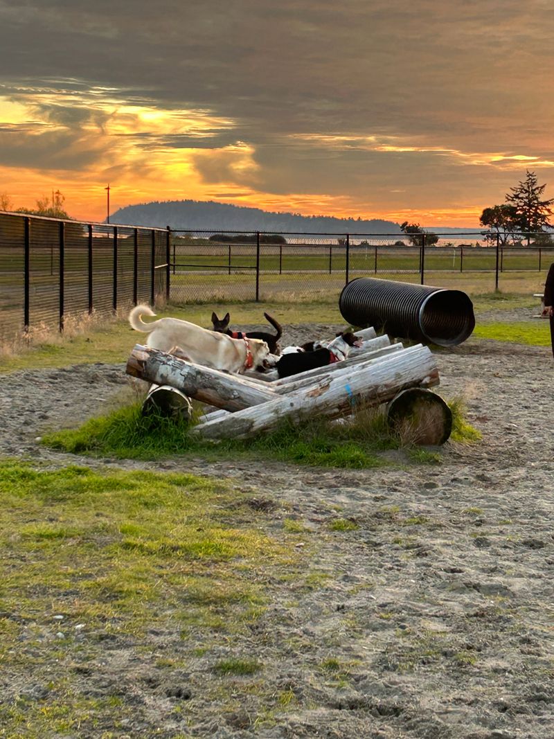 Chambers Bay Off-Leash Area - University Place, Washington