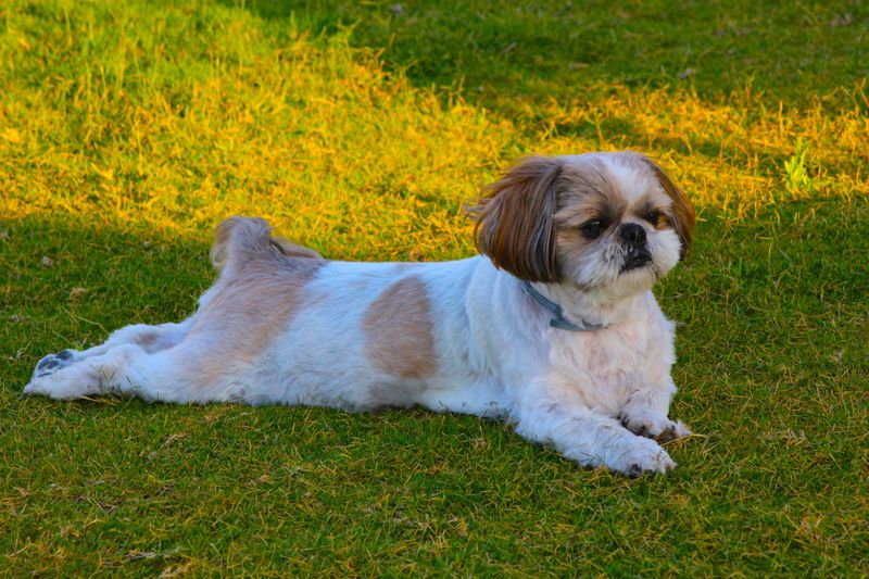 A good retirement companion shouldn't exhaust you - These dogs tend to prefer a gentler pace 3 Shih Tzu