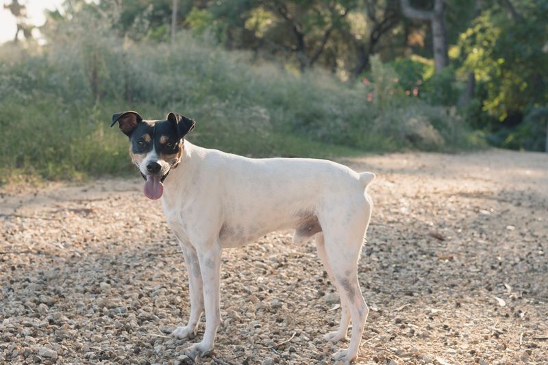 Certain dog breeds are known for hardiness while others require owners to prepare for more potential health concerns 2 Rat Terrier - small athlete with grit
