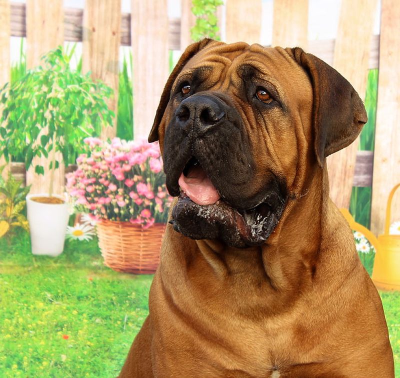 Bullmastiff