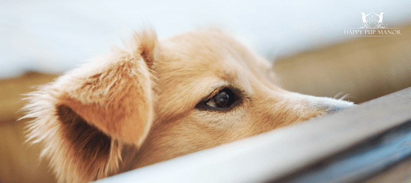 19 dog behaviors that look cute but can be signs of anxiety 5 Following you constantly