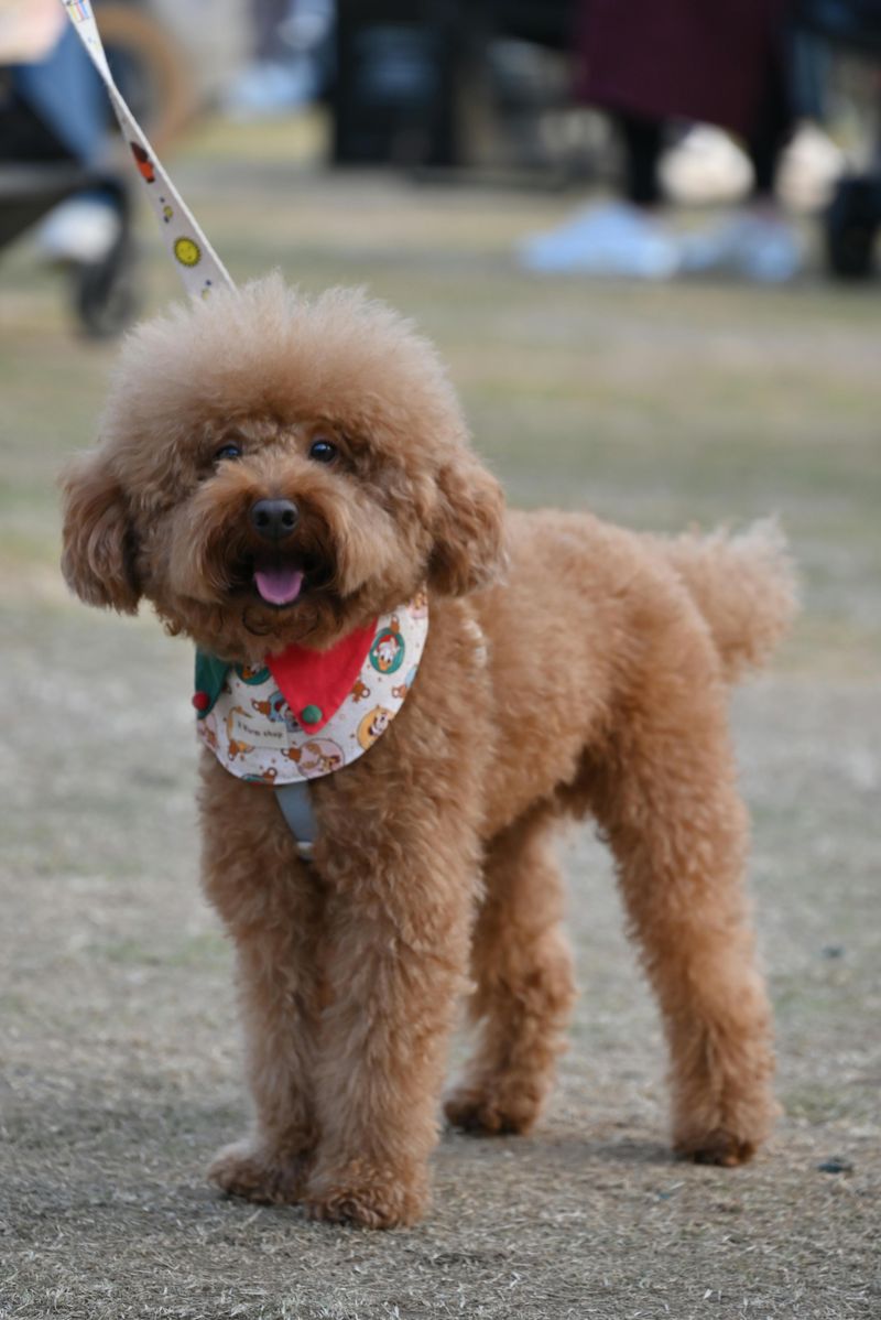 10 small dog breeds that form an unbreakable bond with just one person 5 Toy Poodle