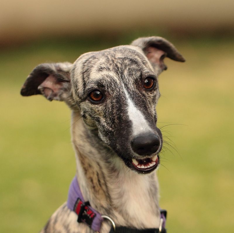 Some dogs turn everyday life into an adventure - these breeds can make it feel wonderfully peaceful instead 9 Whippet