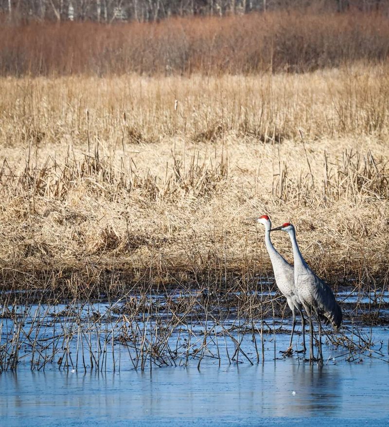 From Cornfields to Cattails