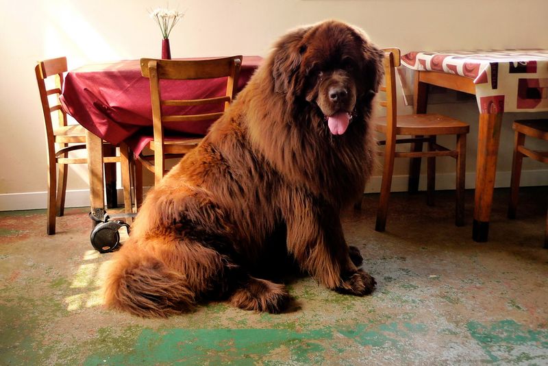 If everyone at home shares dog duties, these dog breeds may be an ideal match 12 Newfoundland