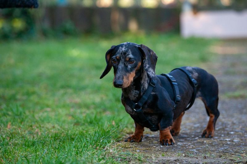 15 Affectionate Dog Breeds That Always Want to Be Near You 13 Dachshund