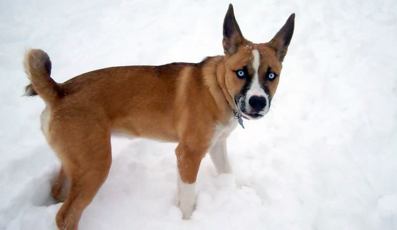 A few famous mixes dominate attention - These unusual combinations barely get mentioned 4 Pitsky - Pit Bull-type dog × Siberian Husky