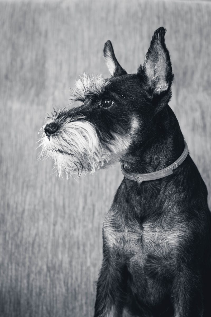 Giant Schnauzer