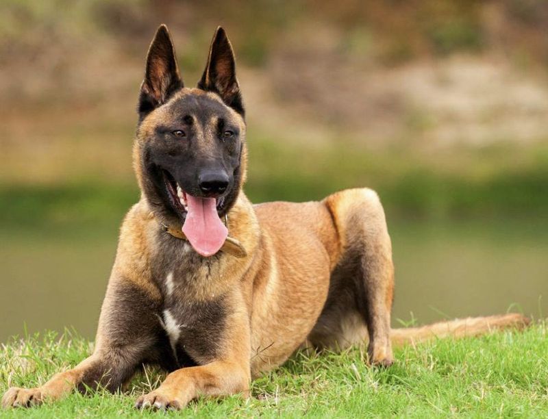 People Say “Guard Dog” Like It’s One Thing - 10 Breeds That Protect in Totally Different Ways 8 Belgian Laekenois