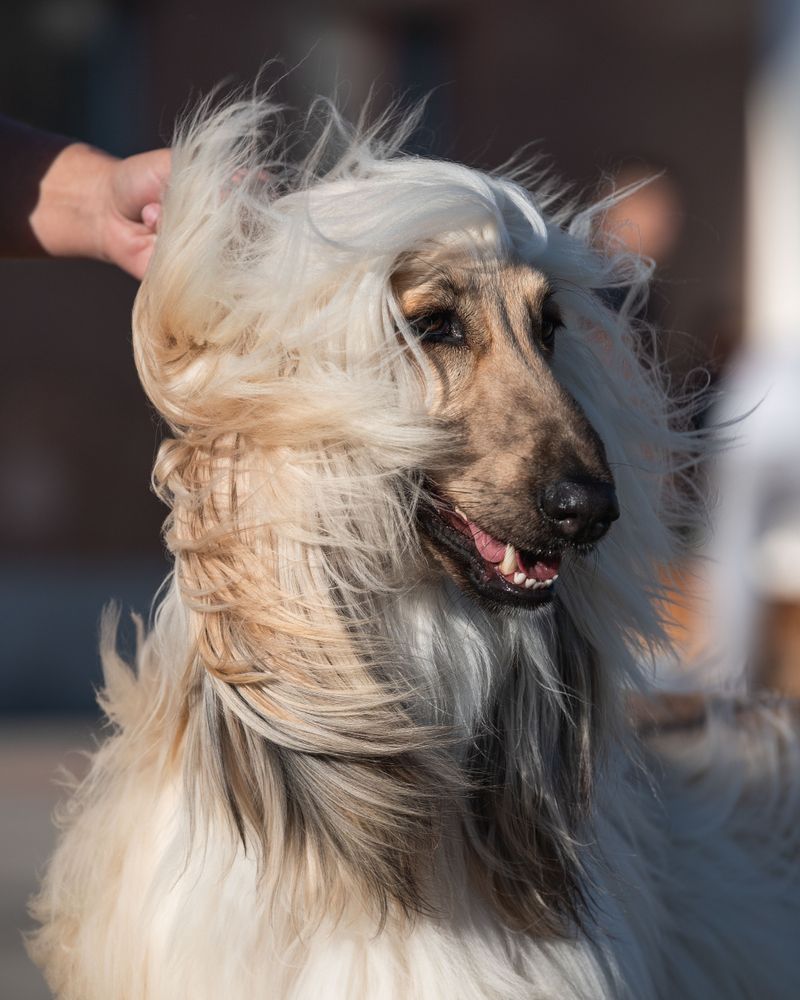 These dog breeds aren't desperate to win you over - and that's exactly why people keep misreading them 10 Afghan Hound