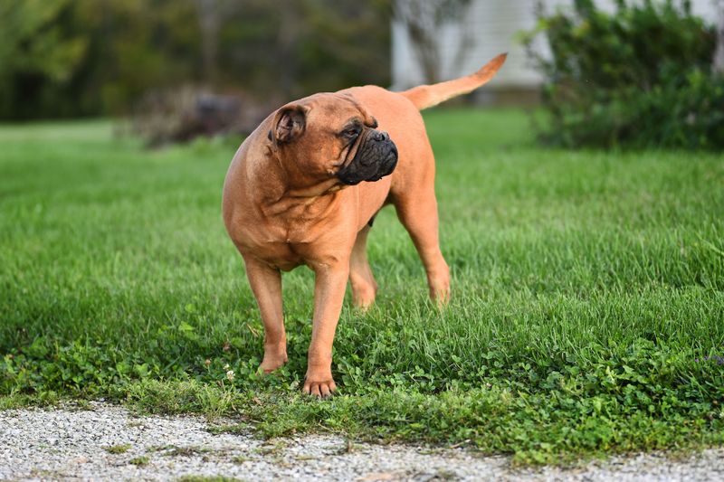 Want a dog that doesn't treat every window like a security checkpoint? Start with these calmer breeds 11 Bullmastiff: The Watchful but Reserved Guardian