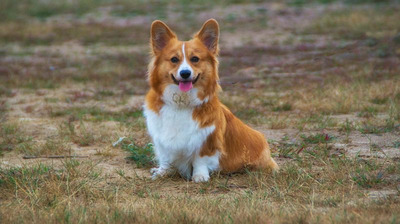 At some point you stop thinking of them as the dog - These breeds can simply become family 12 Pembroke Welsh Corgi