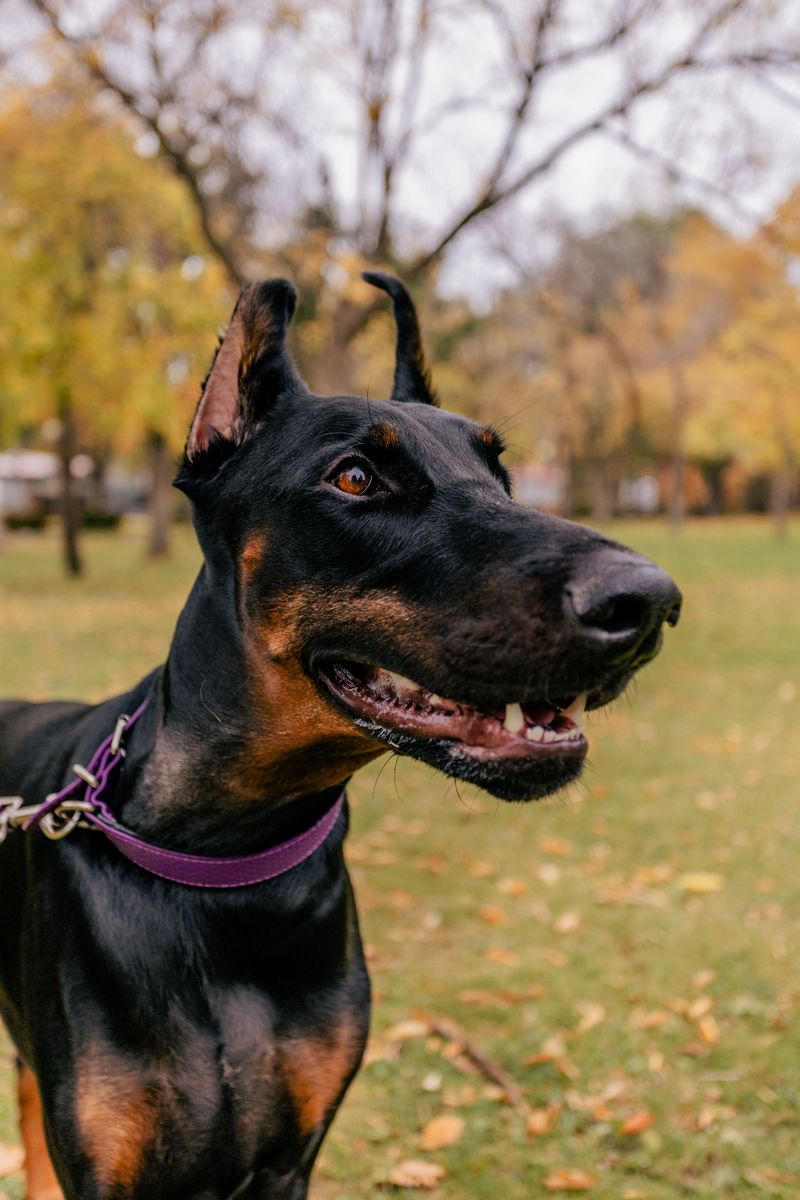 Become important to these breeds and the relationship may last far beyond the everyday routine 2 Doberman Pinscher
