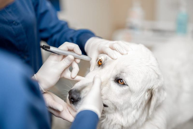 11 Changes Vets Say You Should Never Ignore in Your Dog 10 Eye Redness, Discharge, or Squinting