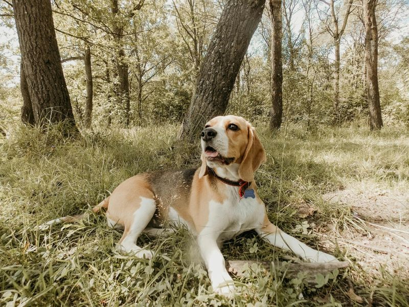 14 gentle dogs that melt hearts instead of intimidating people 10 Beagle