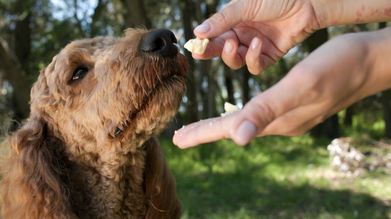 These 11 feeding habits quietly damage your dog's digestion over time 5 Too many treats