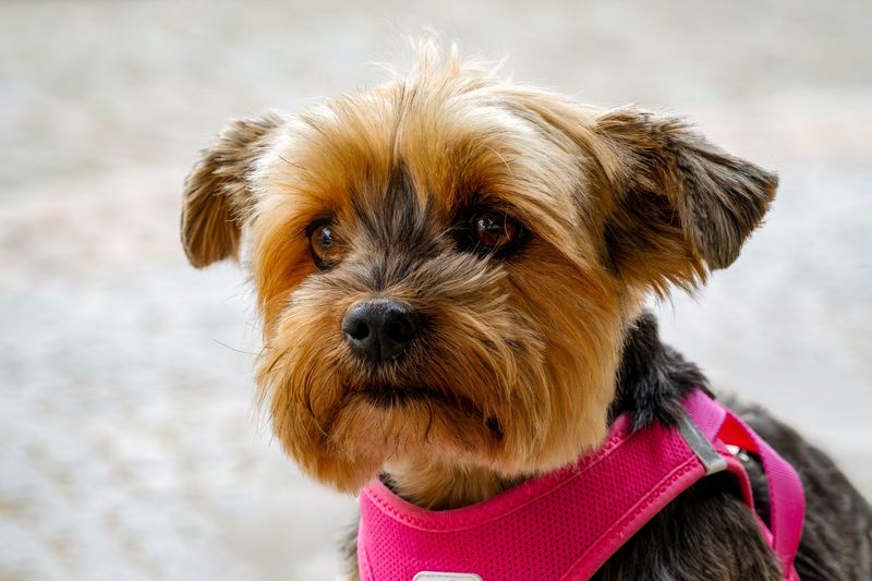 England gave the dog world more than working breeds - these charming companions show another side 9 Yorkshire Terrier