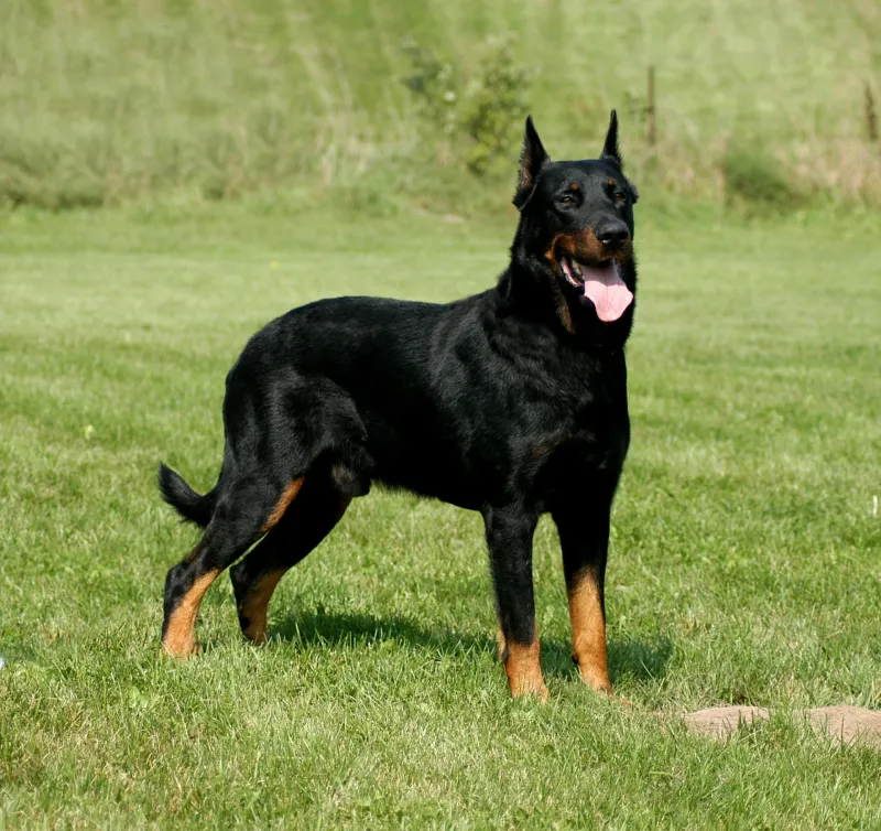 Beauceron