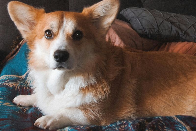 Pembroke Welsh Corgi