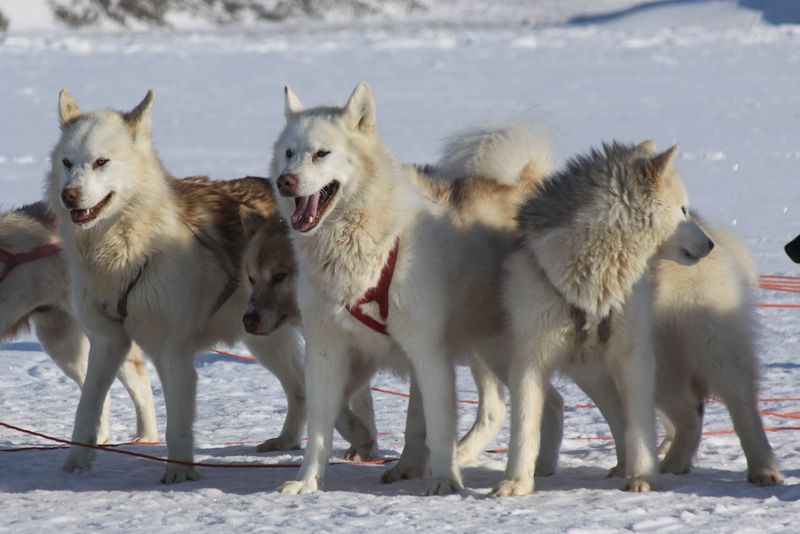 15 dog breeds that can stay independent without losing their connection to people 9 Greenland Dog
