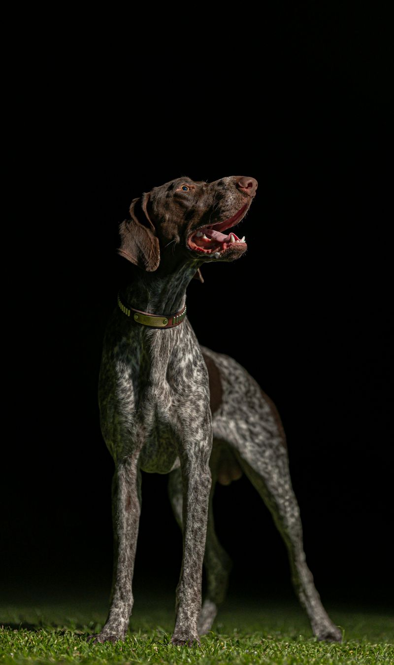English Pointer