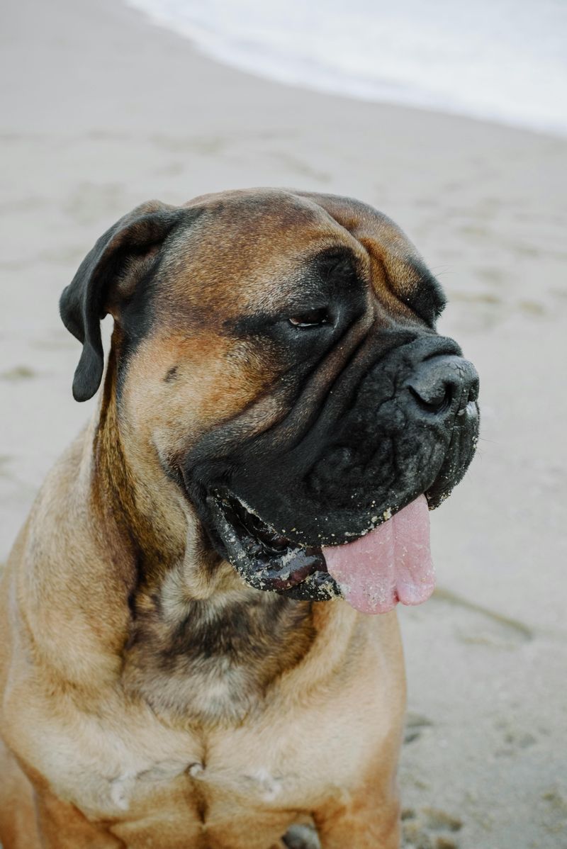 12 protective dog breeds that treat children like their own pack 9 Bullmastiff