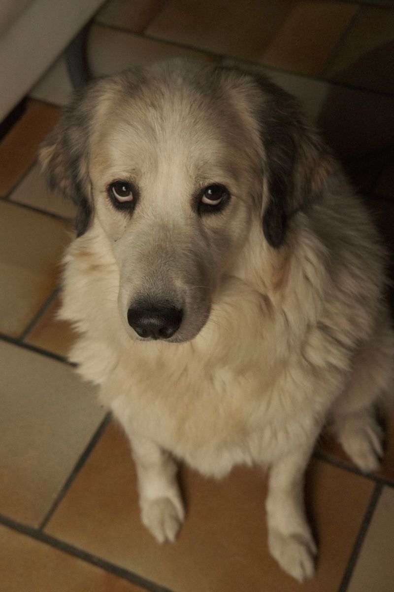 Some dog breeds choose cool floors for reasons many owners misunderstand 8 Great Pyrenees