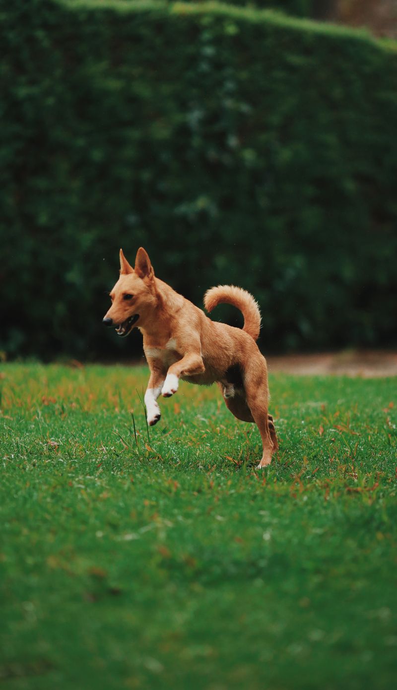 Basenji