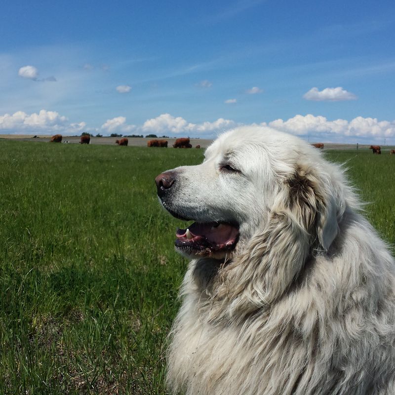 Great Pyrenees 