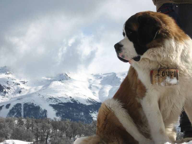 12 dog breeds that keep barking to a minimum while bringing maximum joy 11 Saint Bernard