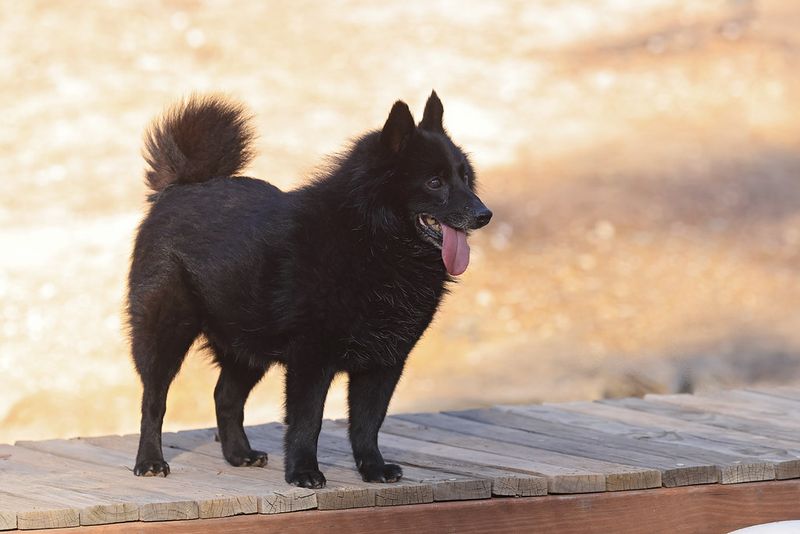 17 dog breeds that make the sound of keys feel wildly personal 9 Schipperke