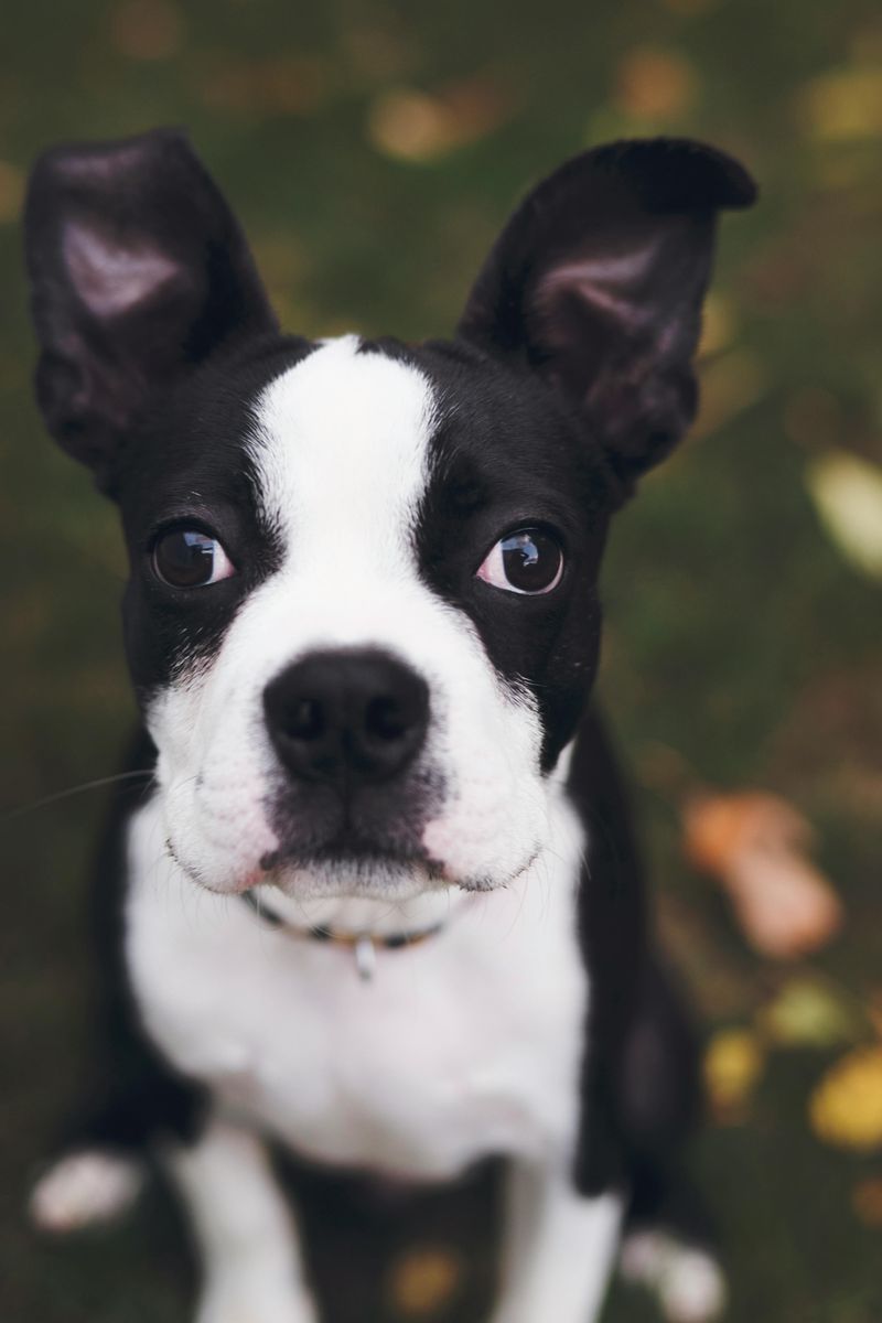 More people are choosing these 13 low-drama dogs over high-maintenance breeds 12 Boston Terrier