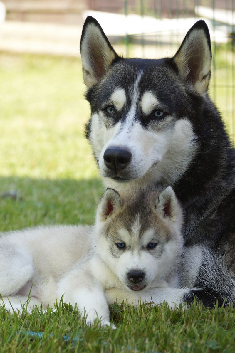 The conversation is changing around these 13 dog breeds - and these 2 are at the center of it 6 Siberian Husky