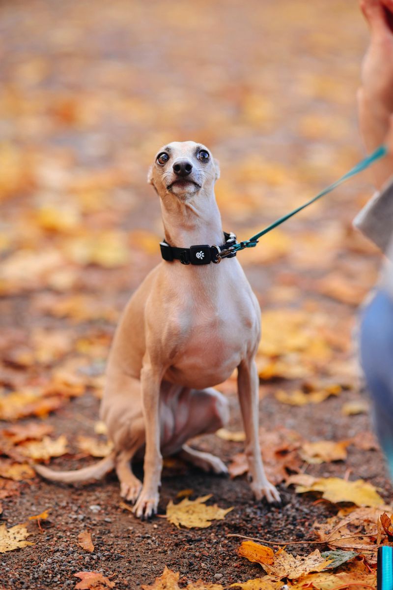 Italian Greyhound