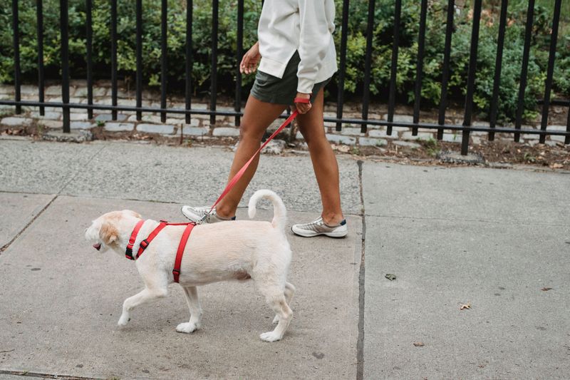Pulling on the leash usually stops once you fix these 8 walking habits of your own 3 Keeping the leash short and tense