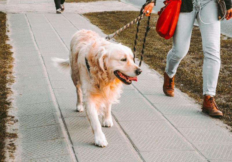 Many dogs pull because of routines owners accidentally repeat every day 8 Rewarding excitement with forward movement