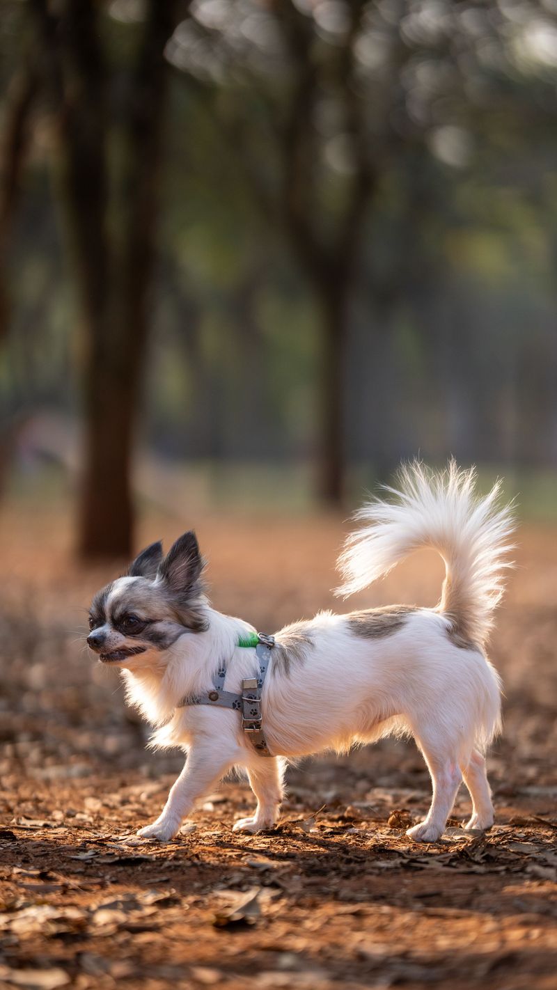 Chihuahua: Tiny Dog, Big Heat Advantage