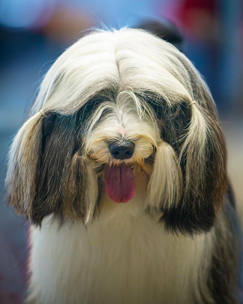 These 12 breeds look the part but may fail when guarding actually matters 10 Havanese