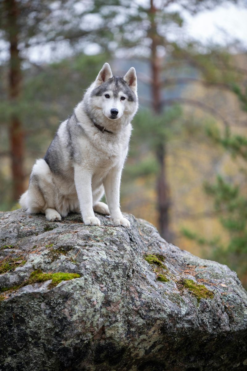 Siberian Husky