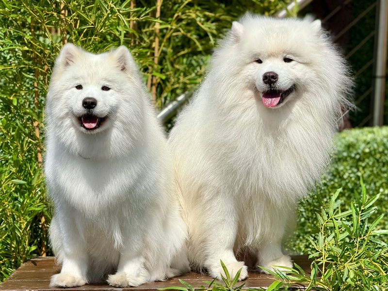 Your camera roll may never recover after bringing home one of these dogs 8 Samoyed