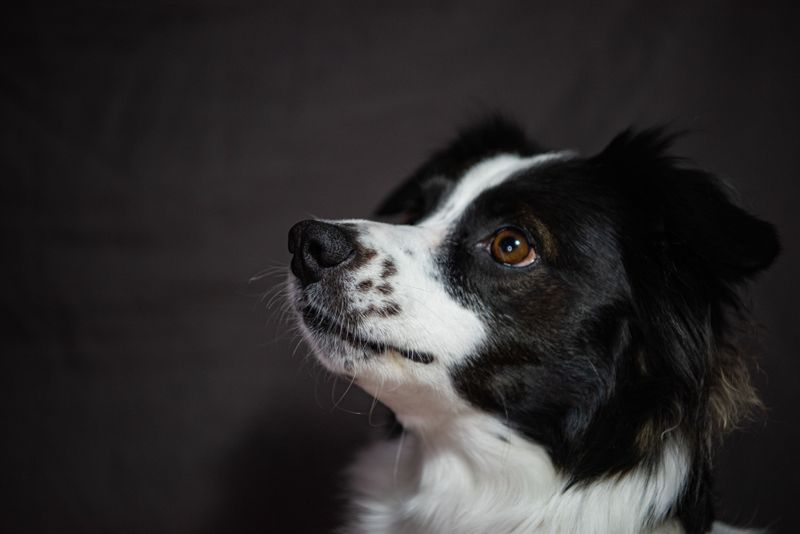 These remarkably intuitive dog breeds often sense feelings people try to hide 5 Border Collie