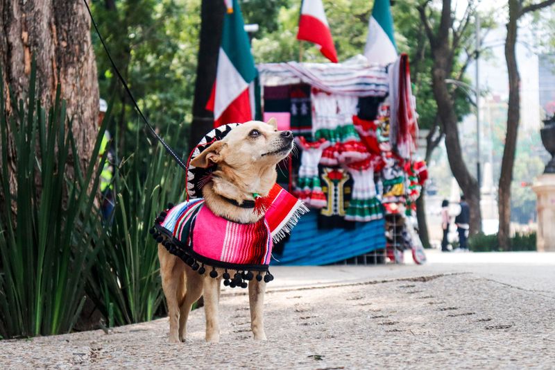 13 dog breeds that turned local favorites into global household names 3 Chihuahua